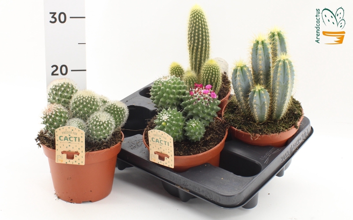 Cactus Gem