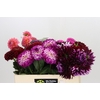 Dahlia Gemengd in fust