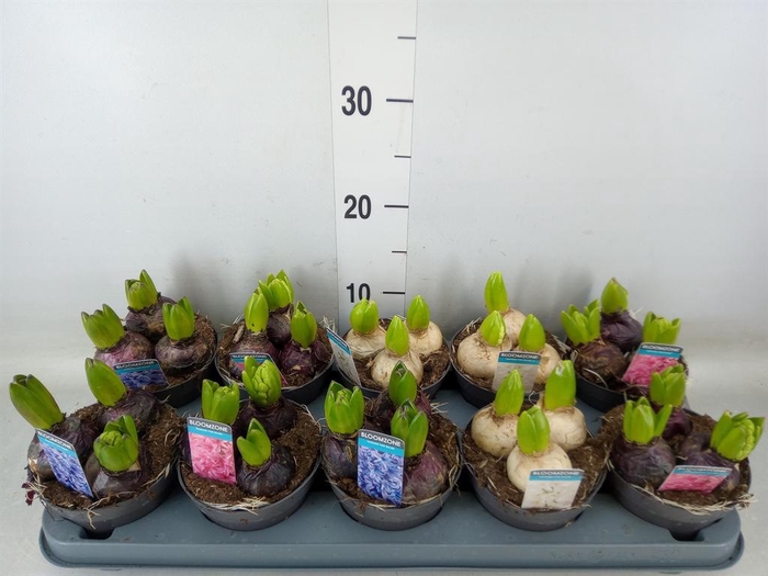 <h4>Hyacinthus orie.   ...mix 3</h4>