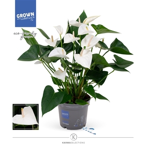 Anthurium - KARMA White | 17cm