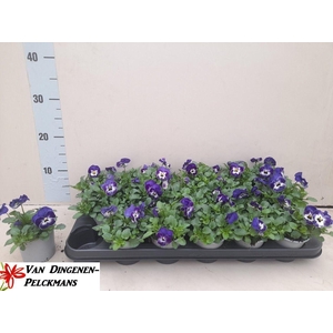 VIO CO SOR XP DE BLU