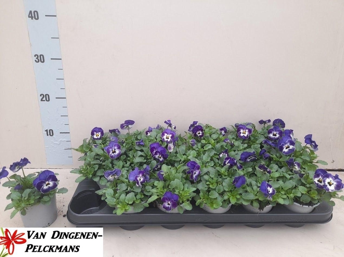 <h4>VIO CO SOR XP DE BLU</h4>