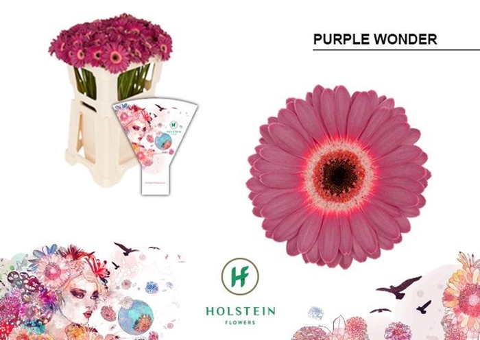 <h4>GERBERA MI 'PURPLE WONDER'</h4>