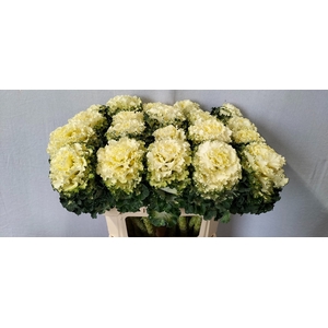 BRASS CRANE RU WHITE