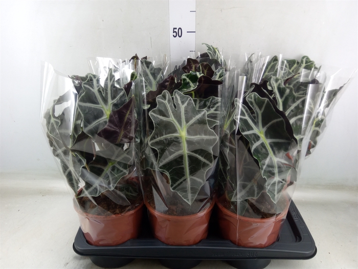 <h4>Alocasia amazonica 'Polly'</h4>