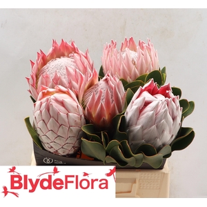 Protea Cynaroides Pink King