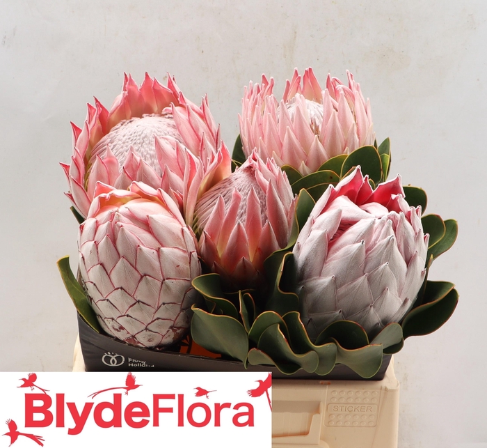 <h4>Protea Cynaroides Pink King</h4>