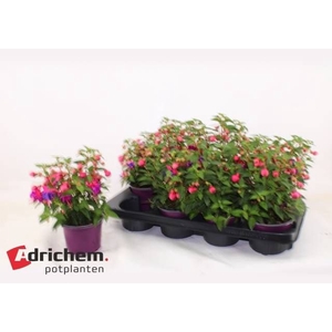 FUCHSIA B F  SACHA