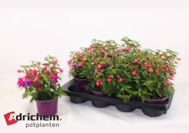 <h4>FUCHSIA B F  SACHA</h4>