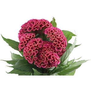 Celosia Pink Act Rima