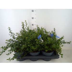 Ceanothus thyrsiflorus var. repens