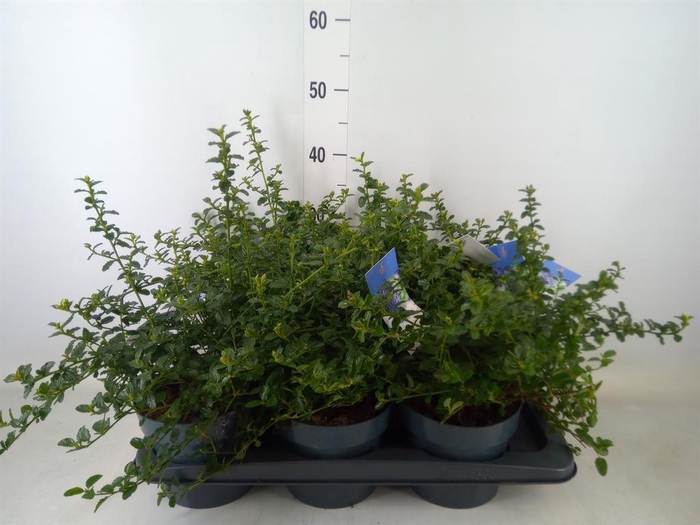 <h4>Ceanothus thyrsiflorus var. repens</h4>