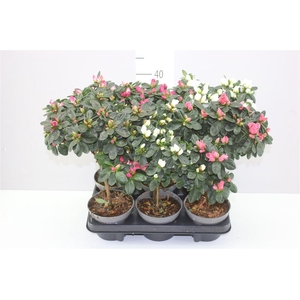 Rhododendron Si Op Stam Gemengd