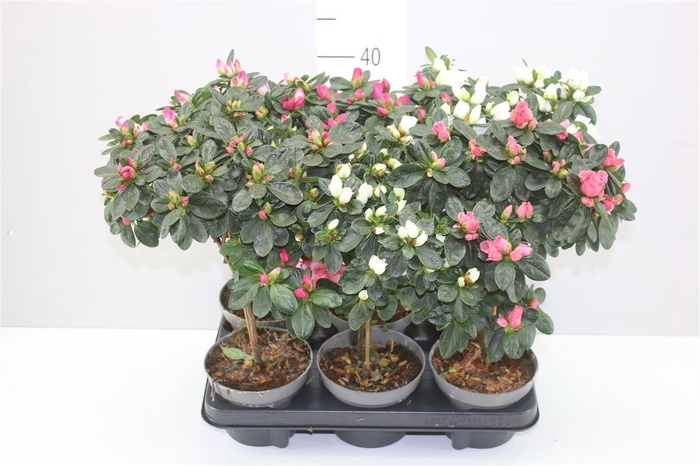 <h4>Rhododendron Si Op Stam Gemengd</h4>