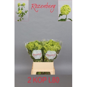 Viburnum Roseum St 80cm 2hd