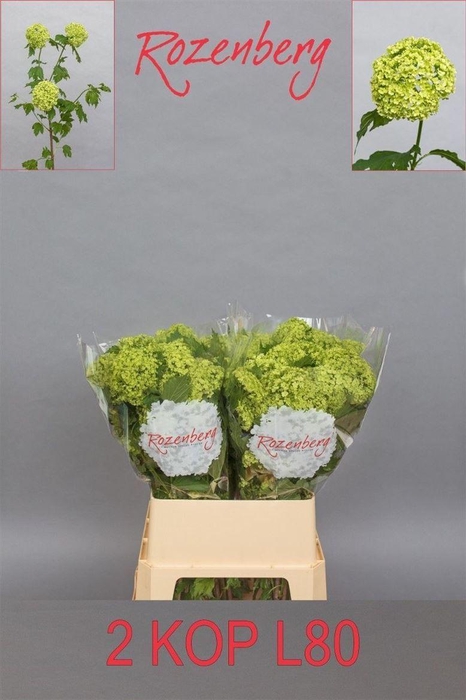 <h4>Viburnum Roseum St 80cm 2hd</h4>