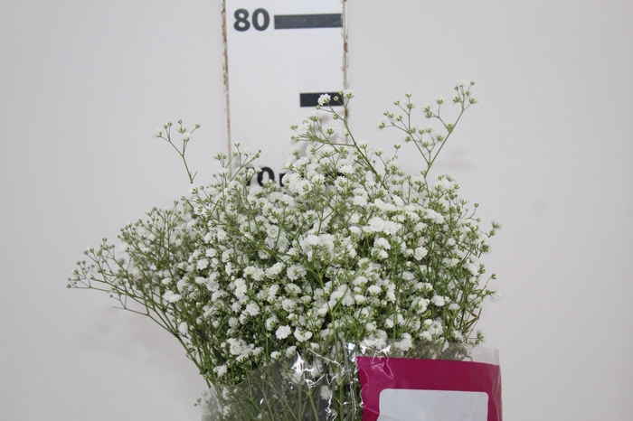 <h4>GYPSOPHILA PANICULATA PEARLS BLOSSOM 080 CM MIN 250 GRAMAS</h4>