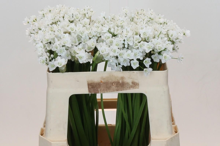 <h4>Allium Flocon</h4>