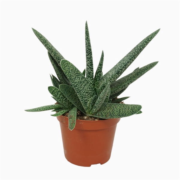 <h4>Gasteria verrucosa 8,5 cm</h4>