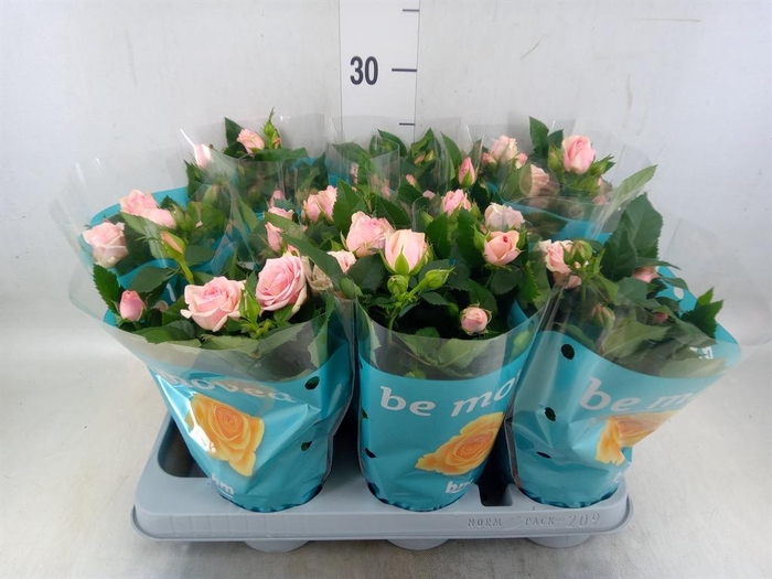 <h4>Rosa  'Lady Jewel'</h4>