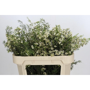 Chamelaucium Majestic White