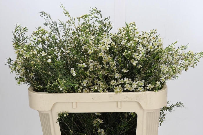 <h4>Chamelaucium Majestic White</h4>