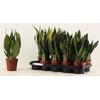 Sansevieria Super Mix 12 cm