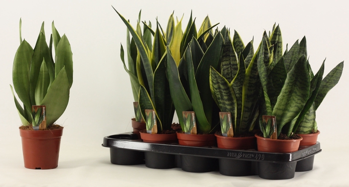 Sansevieria Super Mix 12 cm