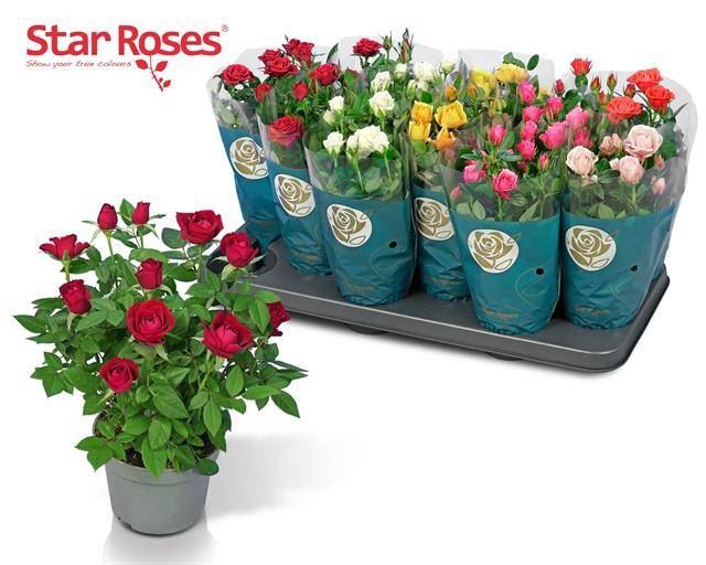 <h4>Rosa Star Roses gemengd</h4>