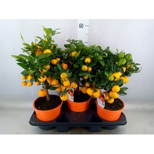 Citrus   ...