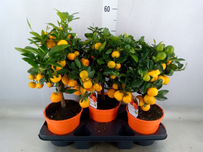 <h4>Citrus   ...</h4>