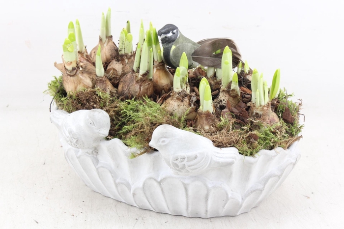 <h4>arr4 Narcis PL - Ker. ovaal vogel 401/3</h4>