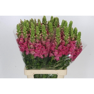 Antirrhinum Potomac Cherry Rose