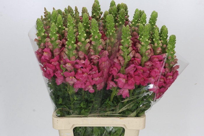 <h4>Antirrhinum Potomac Cherry Rose</h4>