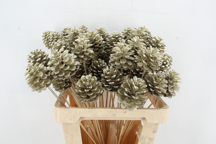 <h4>Stick Pine Cone Platinum</h4>