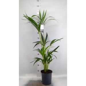 Howea forsteriana