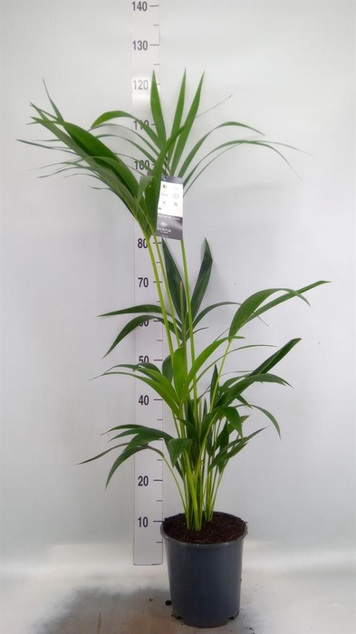 <h4>Howea forsteriana</h4>