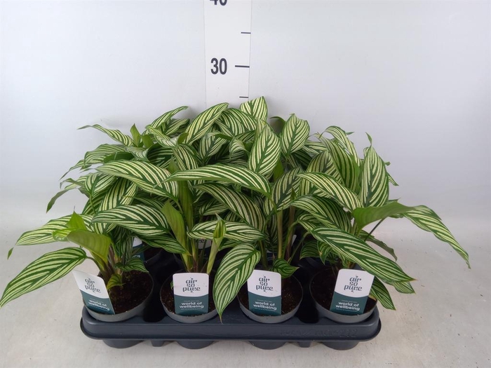 <h4>Calathea   ...</h4>