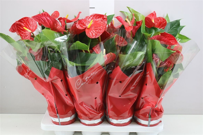 <h4>Anth An Casparo Red</h4>
