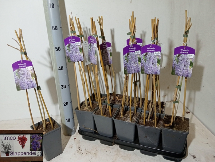 <h4>WIST SINENSIS</h4>