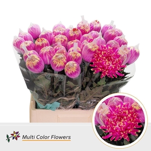 Chr. G 'Antonov' DYED Sex on the beach