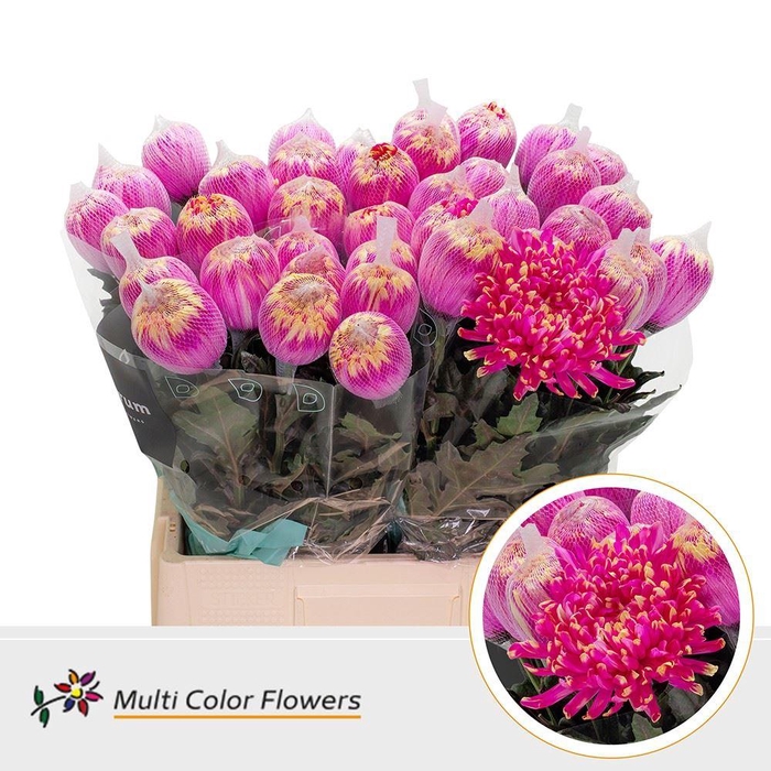 <h4>Chr. G 'Antonov' DYED Sex on the beach</h4>