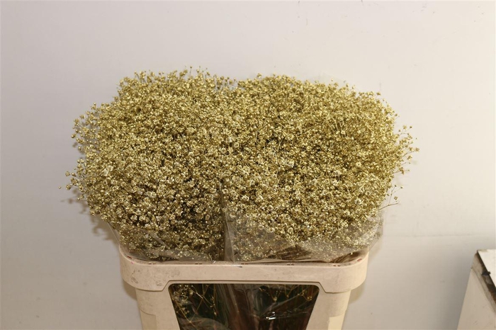 <h4>Gyps Pa Xlence Goud Metallic</h4>