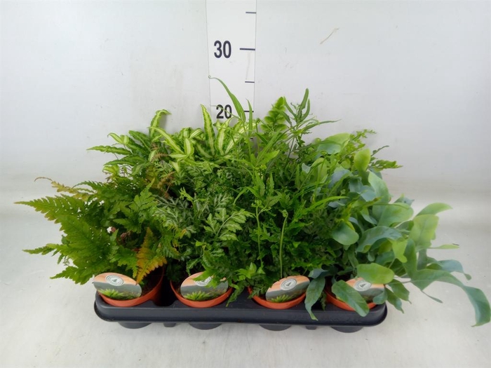 <h4>Ferns   ...mix</h4>