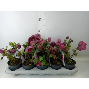 Helleborus  'Verboom Sifra'