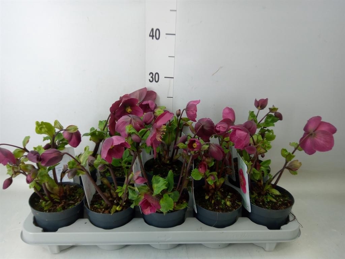 <h4>Helleborus  'Verboom Sifra'</h4>