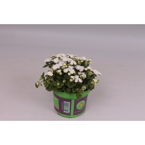 Ageratum artist Basso White
