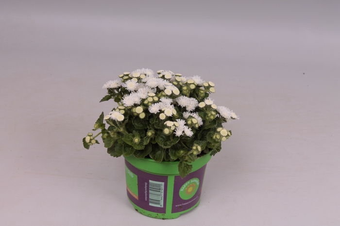 <h4>Ageratum artist Basso White</h4>