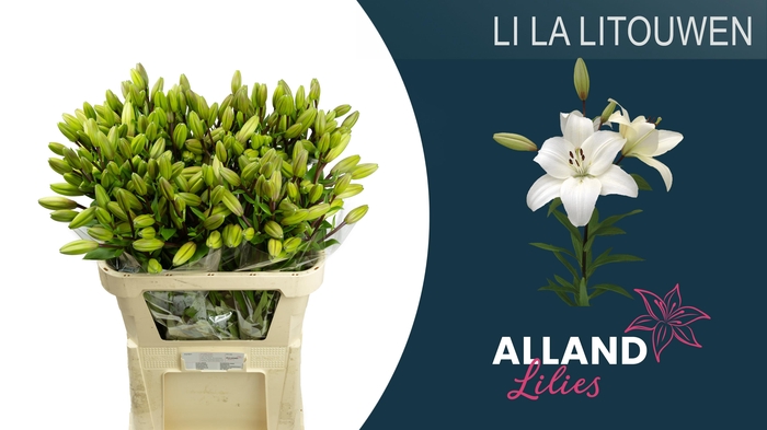 <h4>LI LA LITOUWEN</h4>