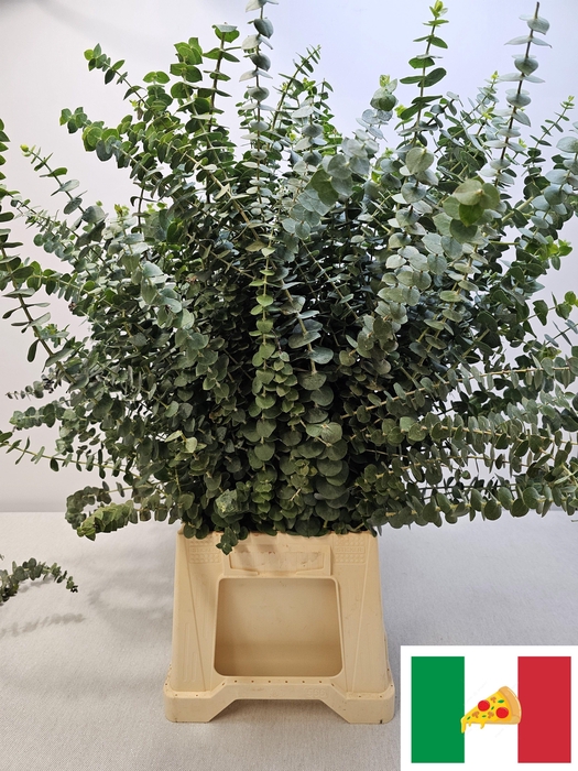 <h4>EUC BABY BLUE PB</h4>